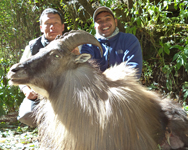 Blue Sheep and Tahr Hunting in Nepal