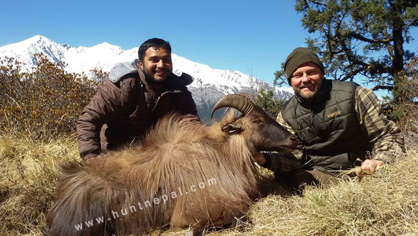 Nepal Bluesheep and Himalayan tahr hunting
