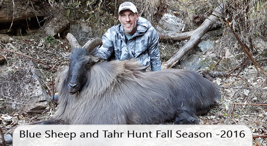 Fall Season Bluesheep and Tahr Hunting